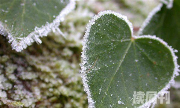 霜降的植物有什么变化（霜降时节柿子图片大全）(2)