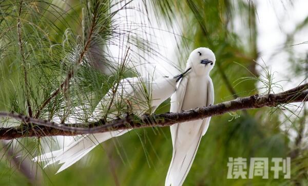 白玄鸥特征（体长大约是25到28厘米，尾长大约是10到11厘米）(2)