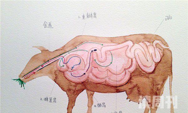 牛的胃是返祖还是反刍（牛的胃部结构特征）