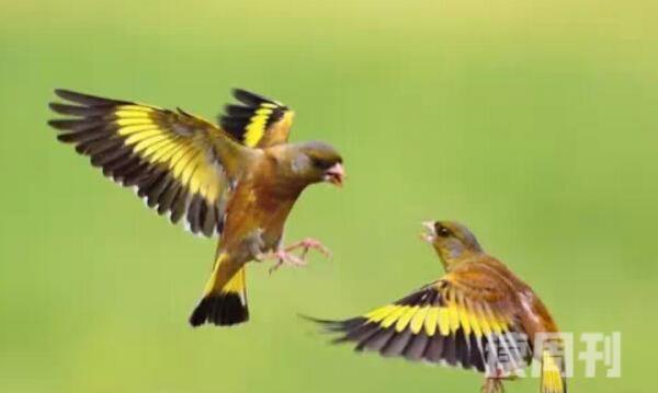 金翅雀幼鸟白天图片（最好的金翅鸟品种）(3)