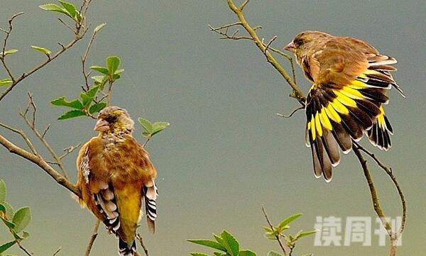 金翅雀幼鸟白天图片（最好的金翅鸟品种）(4)