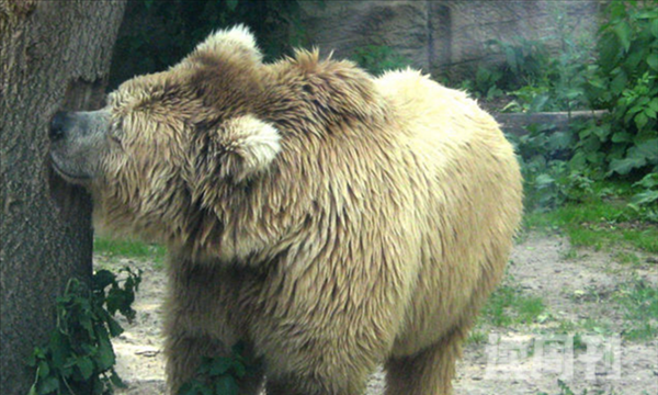 喜玛拉雅棕熊特性特征(3)