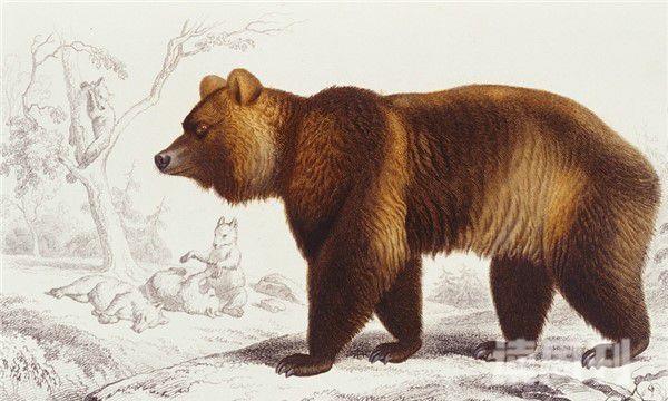 喜玛拉雅棕熊特性特征(4)
