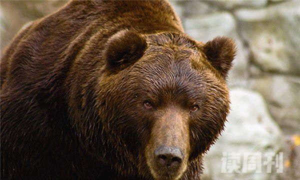西伯利亚棕熊（奔跑的速度可以达到56公里每小时）