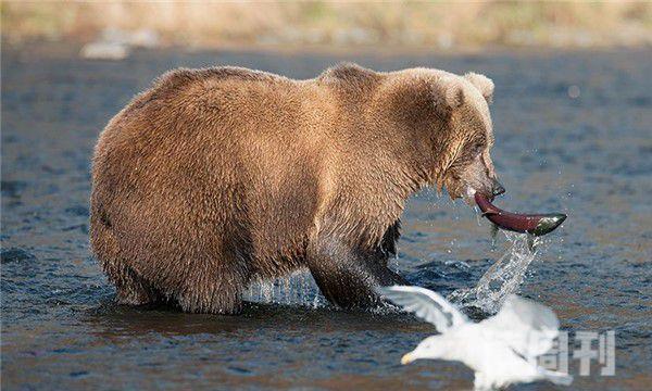 西伯利亚棕熊（奔跑的速度可以达到56公里每小时）(2)
