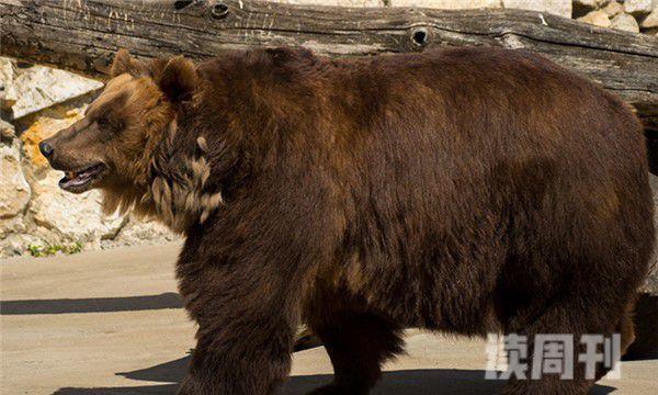 西伯利亚棕熊（奔跑的速度可以达到56公里每小时）(3)