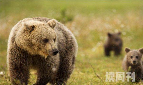 西伯利亚棕熊（奔跑的速度可以达到56公里每小时）(4)