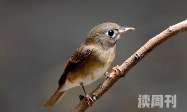 褐胸鹟幼鸟雌雄辨别图片(1)
