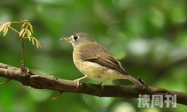褐胸鹟幼鸟雌雄辨别图片(2)