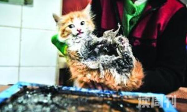 微波炉虐猫事件（将猫咪塞进微波驴中整整活生生的烘烤了15分钟）(3)