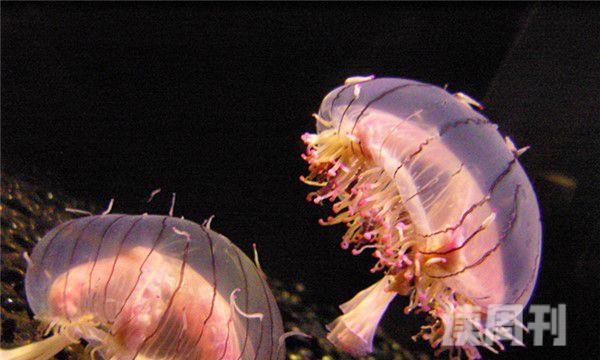 世界上最可爱的水母（霞水母看很美丽漂亮，但是它们是很危险的物种）(3)