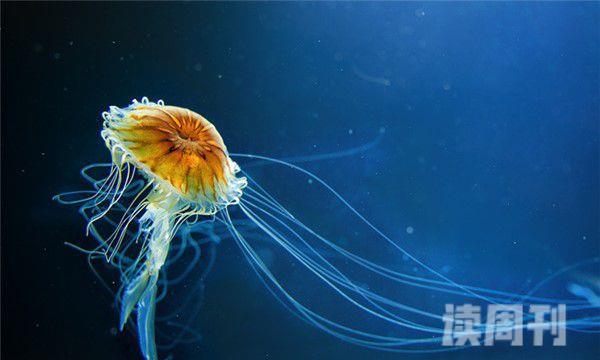 深海水母（一些大的水母触手可以长到十几米长）