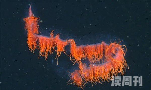 深海管水母（由许多专业的结构发育而成的）