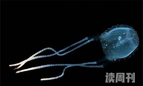 紫纹海刺水母形态特征介绍（触手可以长到几十米的长度，通常用作捕食）(2)