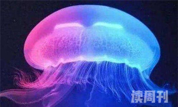 紫纹海刺水母形态特征介绍（触手可以长到几十米的长度，通常用作捕食）(3)