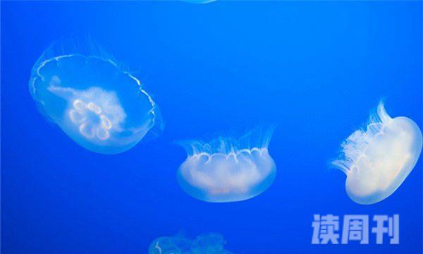 紫纹海刺水母形态特征介绍（触手可以长到几十米的长度，通常用作捕食）(4)