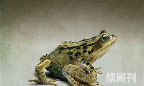 虎纹蛙形态特征介绍（可以长到十厘米的长度，体重可以长到半斤）(2)