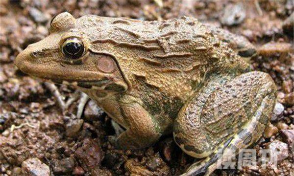 虎纹蛙形态特征介绍（可以长到十厘米的长度，体重可以长到半斤）(3)