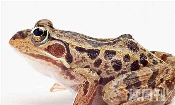 虎纹蛙形态特征介绍（可以长到十厘米的长度，体重可以长到半斤）(4)