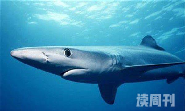 长鳍真鲨形态特征（除了捕食海洋里面的生物以外还会吃一些腐食）(2)