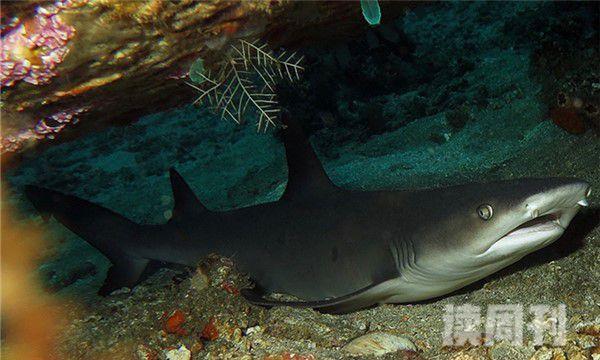 长鳍真鲨形态特征（除了捕食海洋里面的生物以外还会吃一些腐食）(4)