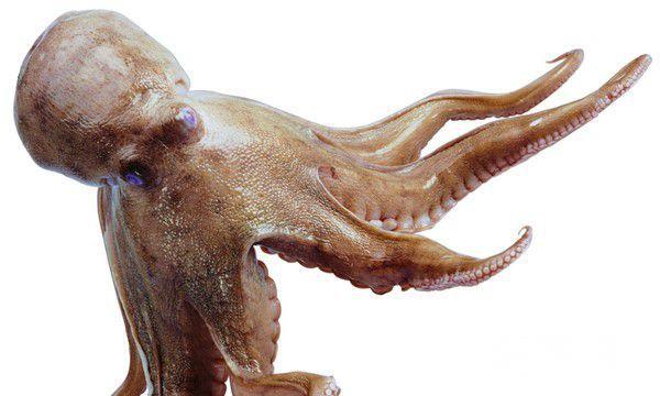 世界上最巨型最诡异的章鱼（可以随意的改变自己的身体颜色）