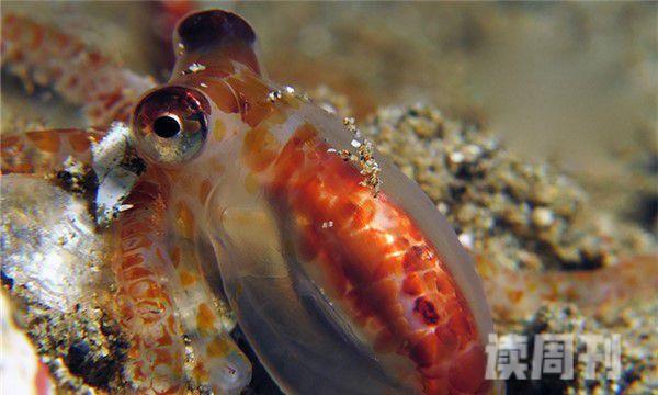世界上数量最多的幼虫（海洋幼虫寄生于浮游生物，一种寄生于底栖动物）(3)