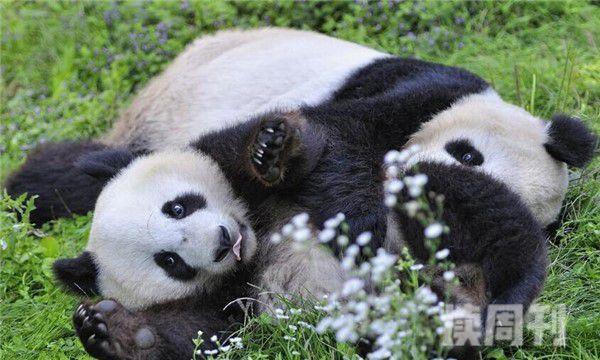 大熊猫为啥有黑眼圈（大熊猫的黑眼圈是怎么造成的）(2)