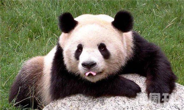 大熊猫为啥有黑眼圈（大熊猫的黑眼圈是怎么造成的）(3)