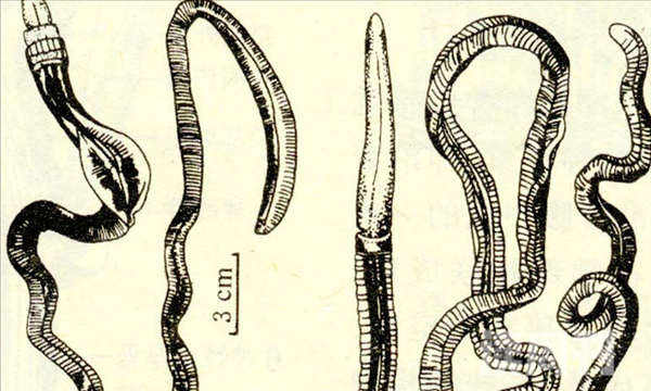 半索动物形态特征（身体像一条蠕动的虫，两侧呈对称模式）(1)