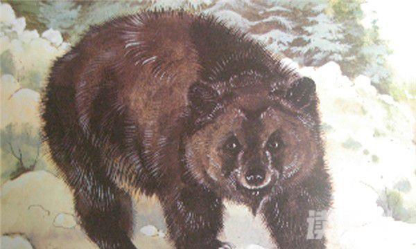 阿特拉斯棕熊灭绝原因（棕熊的种族有多可怕）(2)