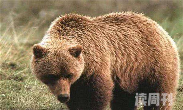 阿特拉斯棕熊灭绝原因（棕熊的种族有多可怕）(3)