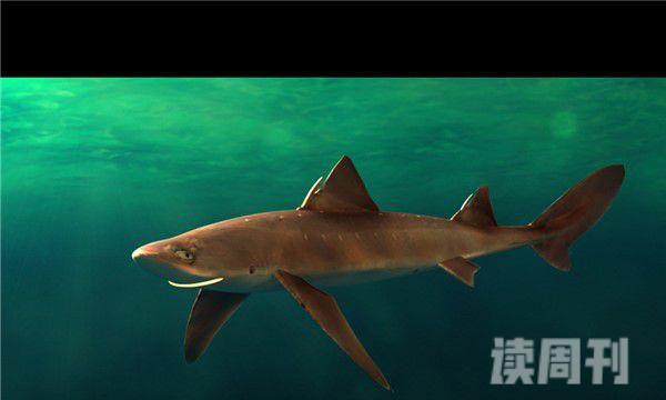 鲎头鲨形态特征（可以长到接近三米长，体重可以超过一百公斤）(2)
