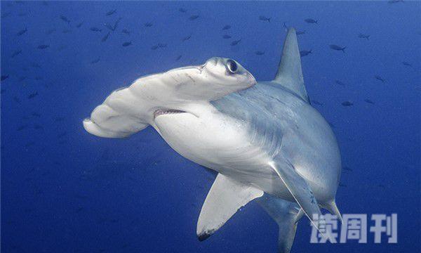 锤头双髻鲨形态特征（有鳍的地方颜色会相对深一些）(1)