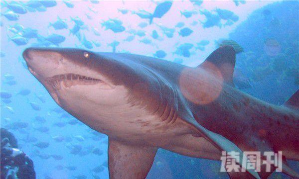 糙齿鲨形态特征（体长最多可以长到一米多长）(2)
