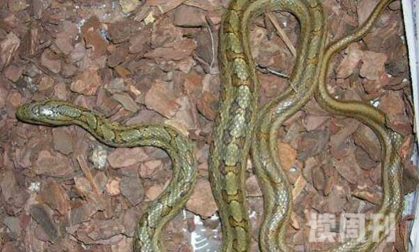 双斑锦蛇形态特征（整体的颜色主要是黄褐色或者淡褐色）(3)