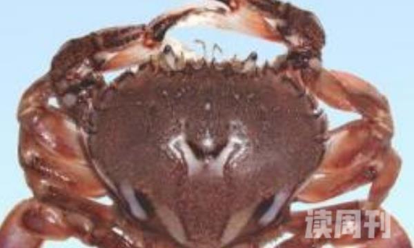 红点圆趾蟹的生活习性（尤其喜欢在海底的泥沙上生活）(1)