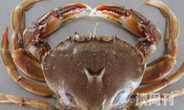 红点圆趾蟹的生活习性（尤其喜欢在海底的泥沙上生活）(2)