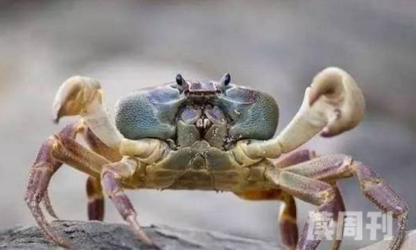 红点圆趾蟹的生活习性（尤其喜欢在海底的泥沙上生活）(3)