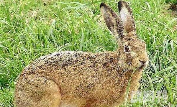 东北兔形态特征（每只雌兔大概会产3到6只仔）(2)