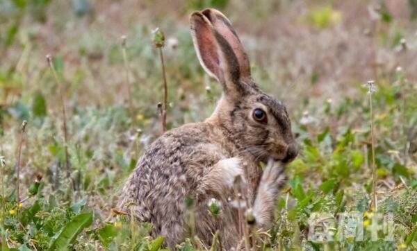 东北兔形态特征（每只雌兔大概会产3到6只仔）(4)
