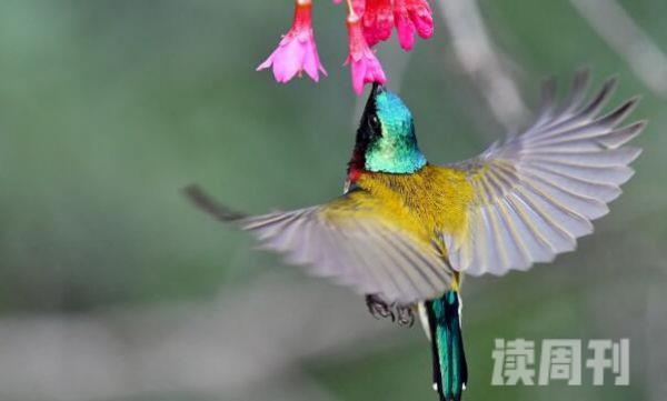 叉尾太阳鸟形态特征（主要分布在越南、老挝、中国等等地方）(2)