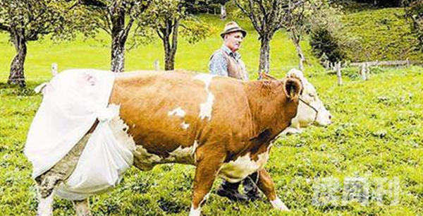 德国奶牛被穿上尿不湿真相惊人新规引起农主不满发起抗议(4)