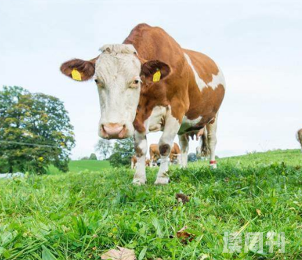 德国奶牛被穿上尿不湿真相惊人新规引起农主不满发起抗议(5)
