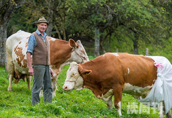 德国奶牛被穿上尿不湿真相惊人新规引起农主不满发起抗议(6)
