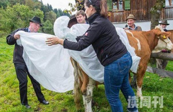 德国奶牛被穿上尿不湿真相惊人新规引起农主不满发起抗议(7)