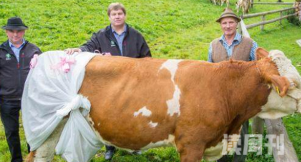 德国奶牛被穿上尿不湿真相惊人新规引起农主不满发起抗议(8)