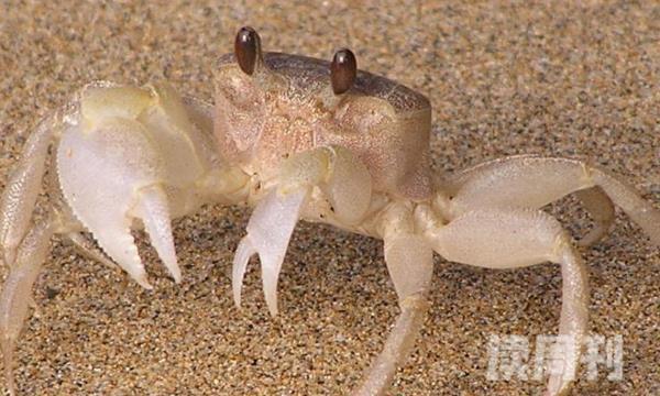 中华沙蟹最喜欢的是干燥的沙地陆地上跑起来非常的缓慢