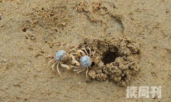 中华沙蟹最喜欢的是干燥的沙地陆地上跑起来非常的缓慢(3)