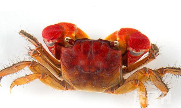 红螯相手蟹怎么养（红螯相手蟹的生活习性）(2)